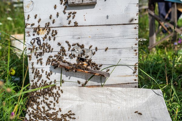 Pourquoi dit-on que le Bee Wrap est économique, écologique et comment s'en servir ?